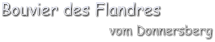 Bouvier des Flandres vom Donnersberg